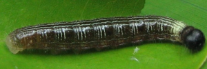 Larvae